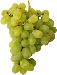 Fresh Grapes